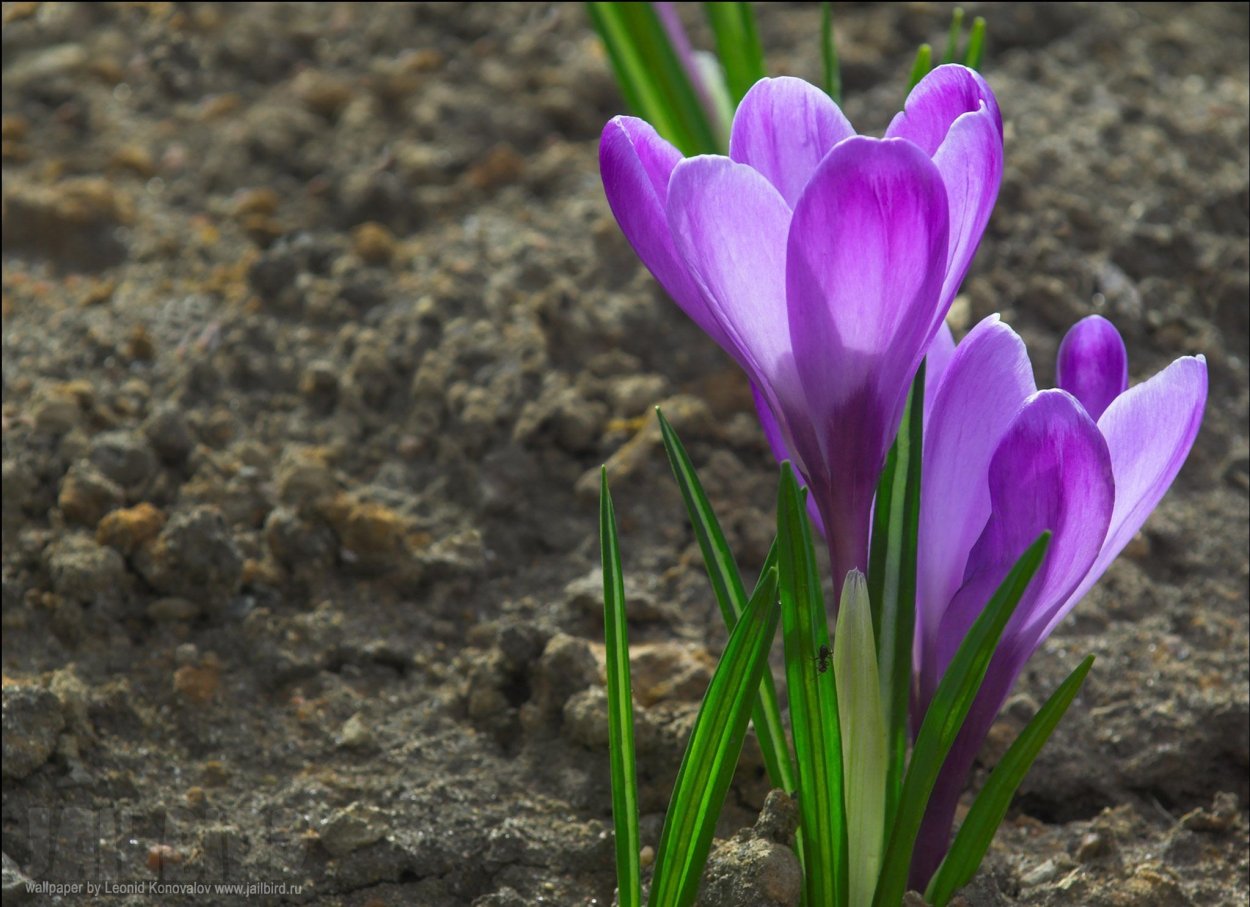 Бойчечак Гули