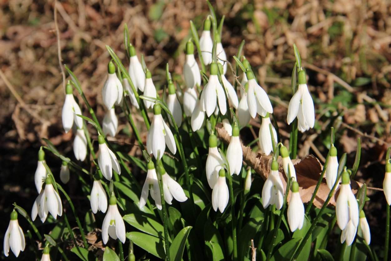 Сочинские первоцветы