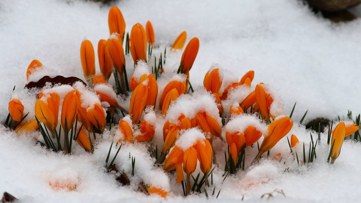 Цветы в снегу