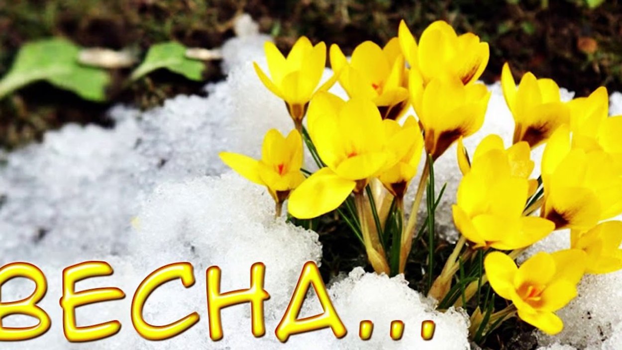 Пролеска желтая