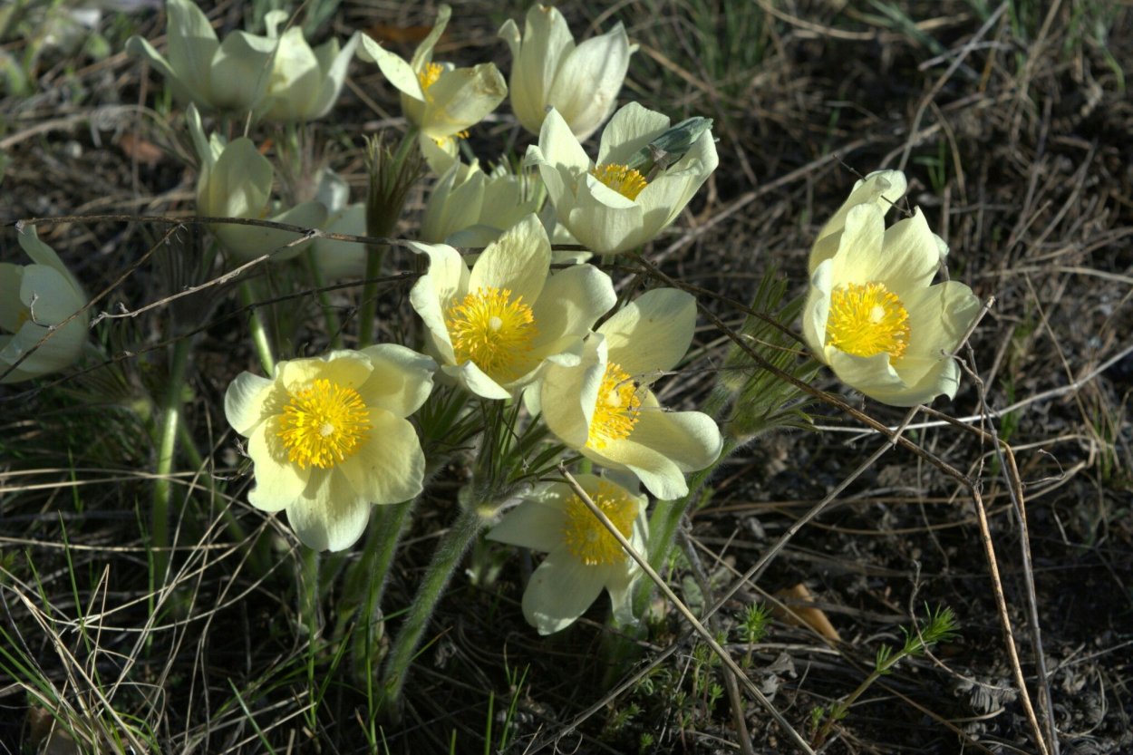Подснежник прострел желтеющий