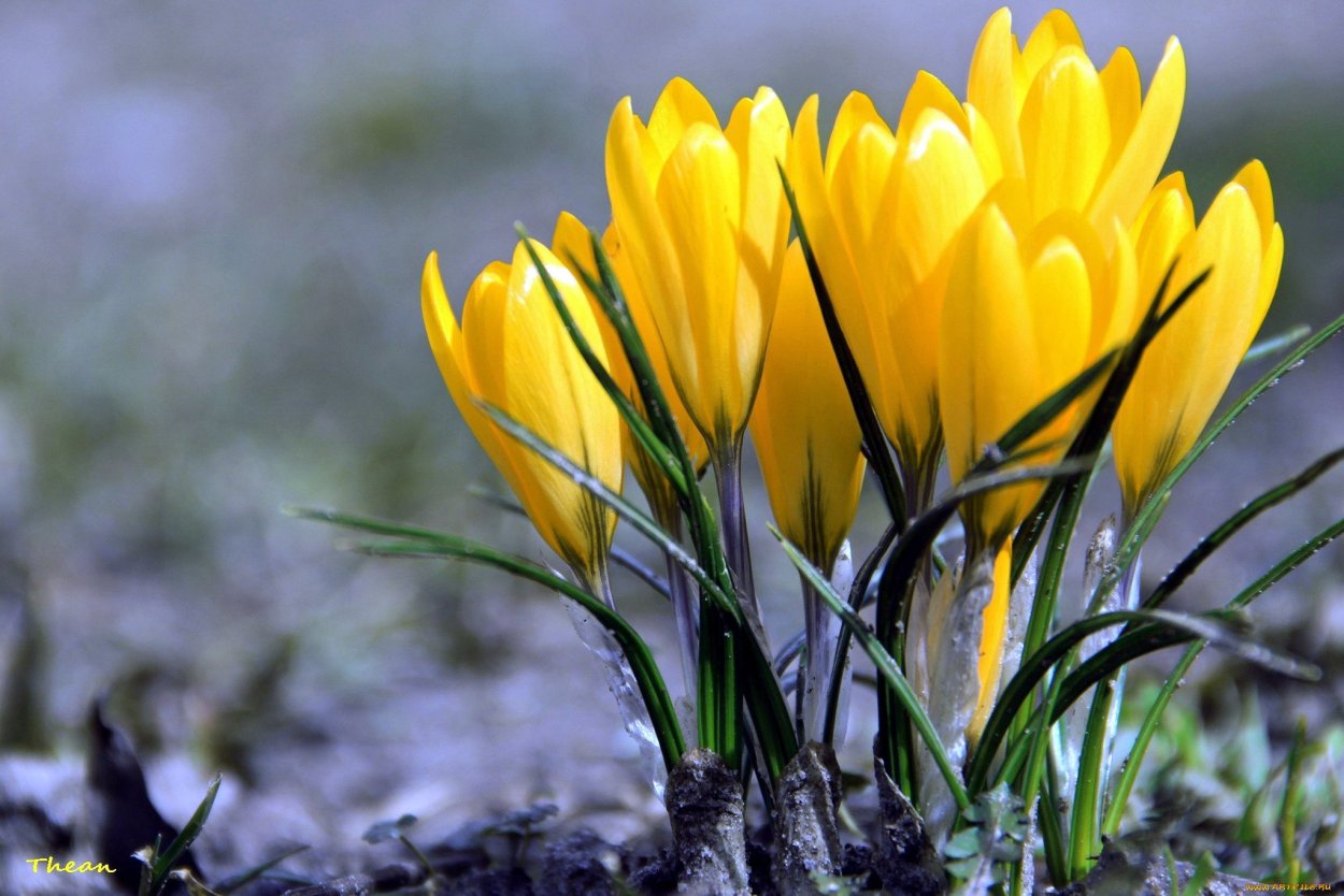 Желтые пролески