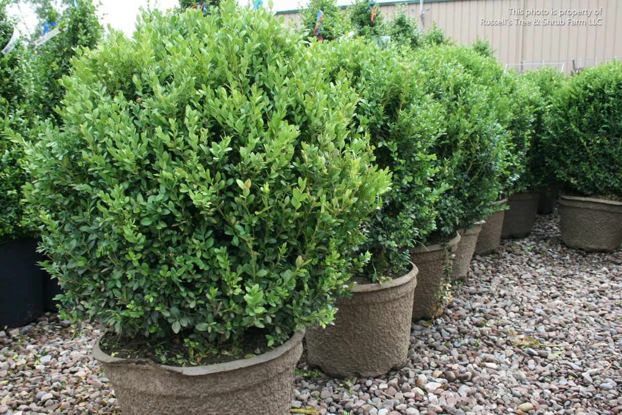 Самшит вечнозеленый «Элеганс» крупномер