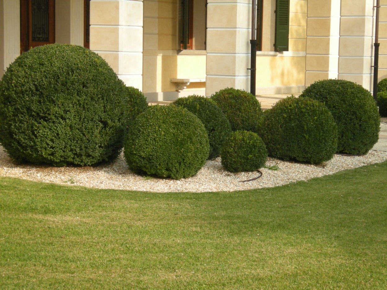 Herrenhausen самшит