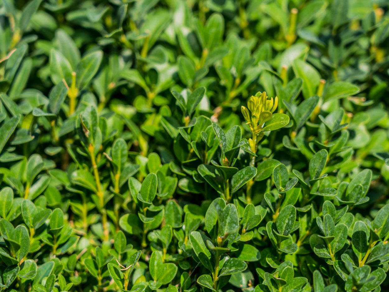 Самшит крона