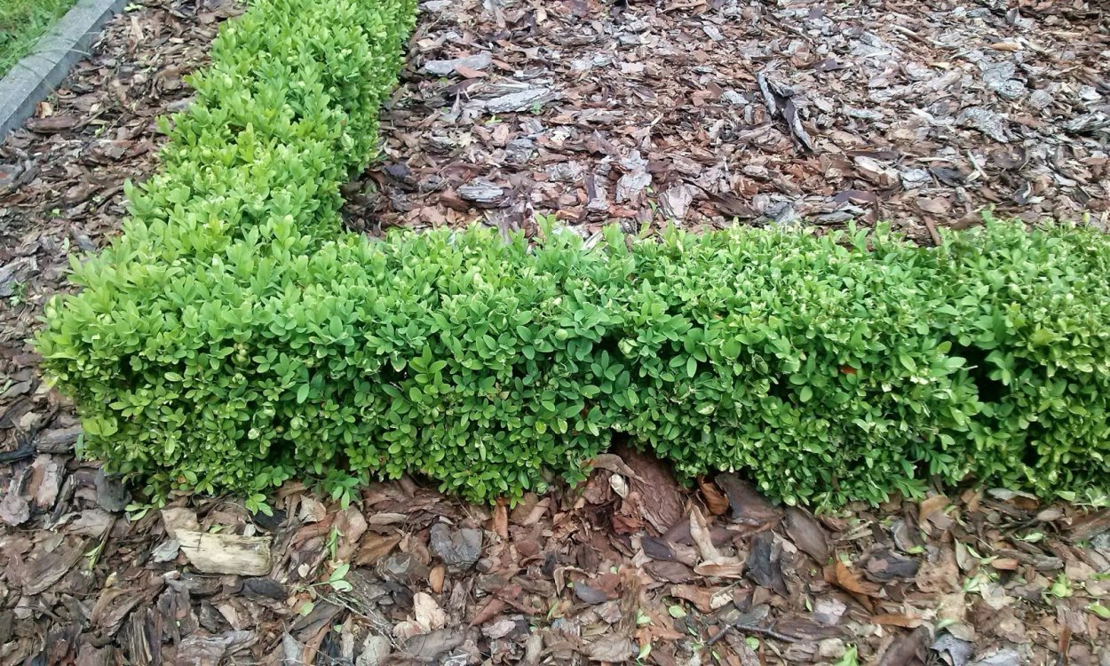 Самшит Аргентеомаргината