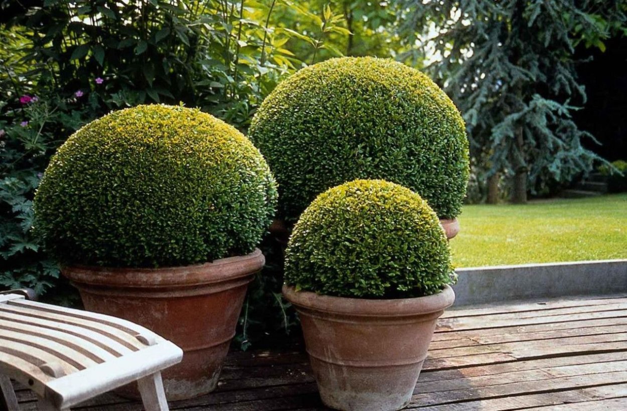 Самшит вечнозеленый шаровидный