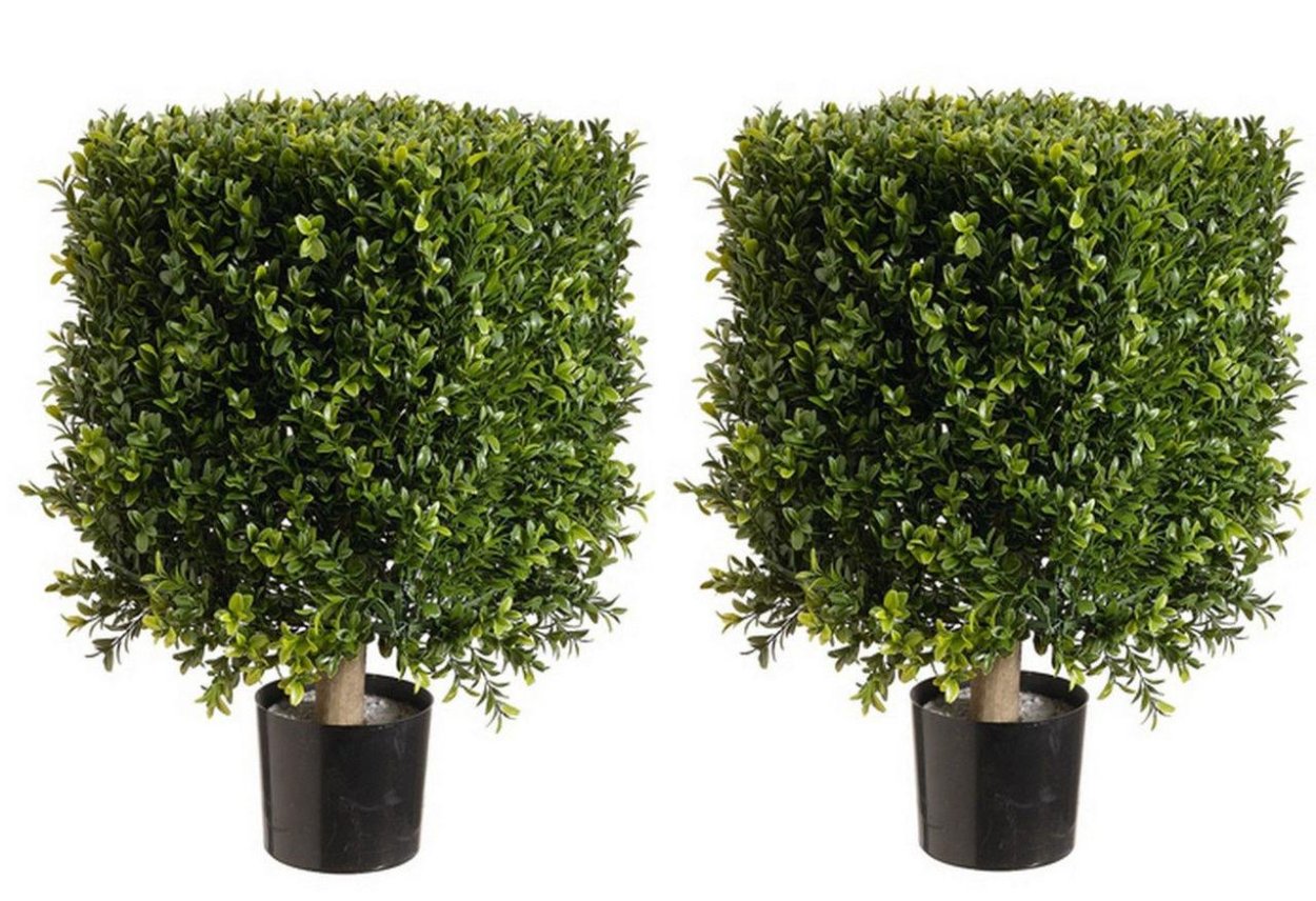 Самшит нестриженный