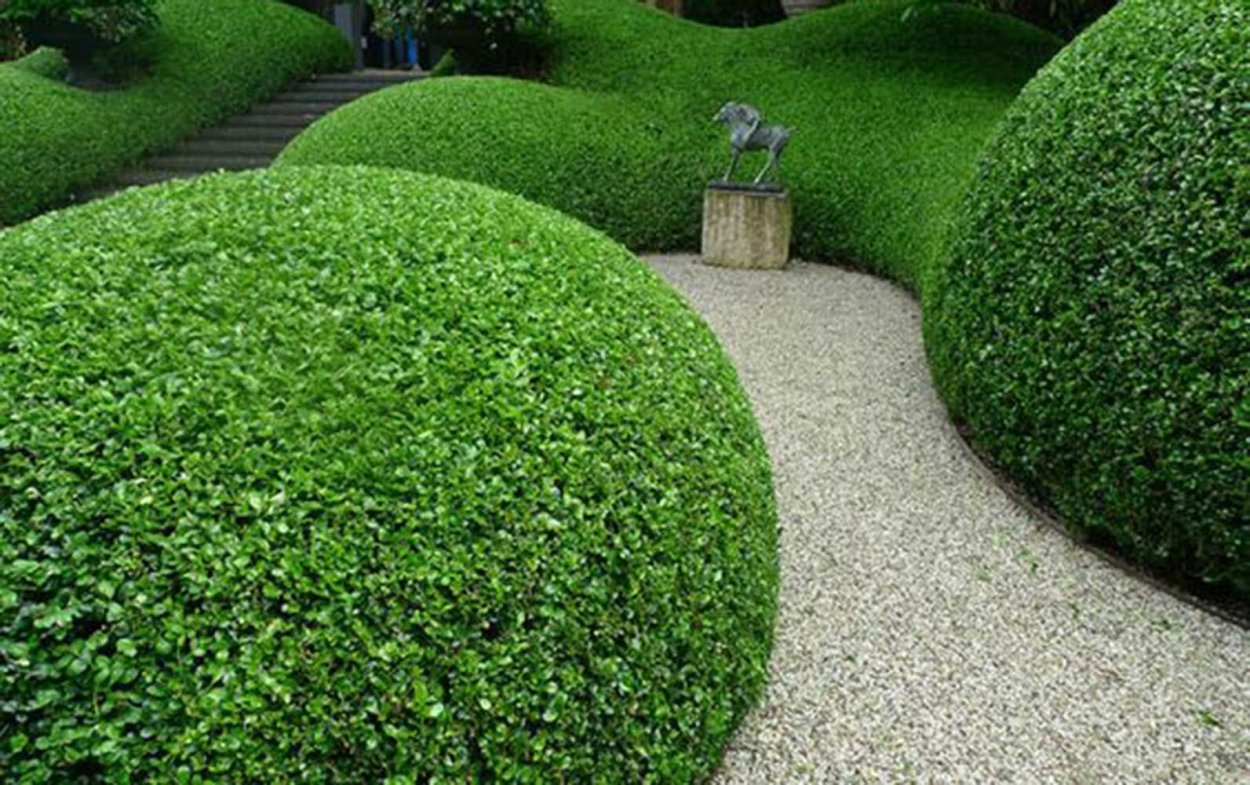 Кизильник Живая изгородь сад