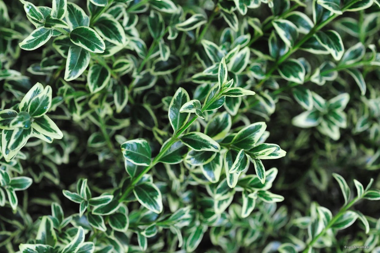 Самшит Вариегата