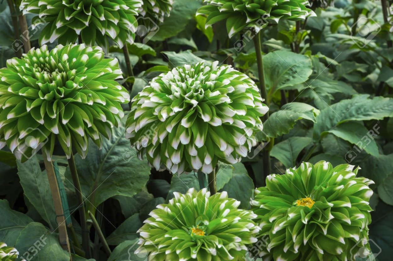 Георгины зелёный листья фото