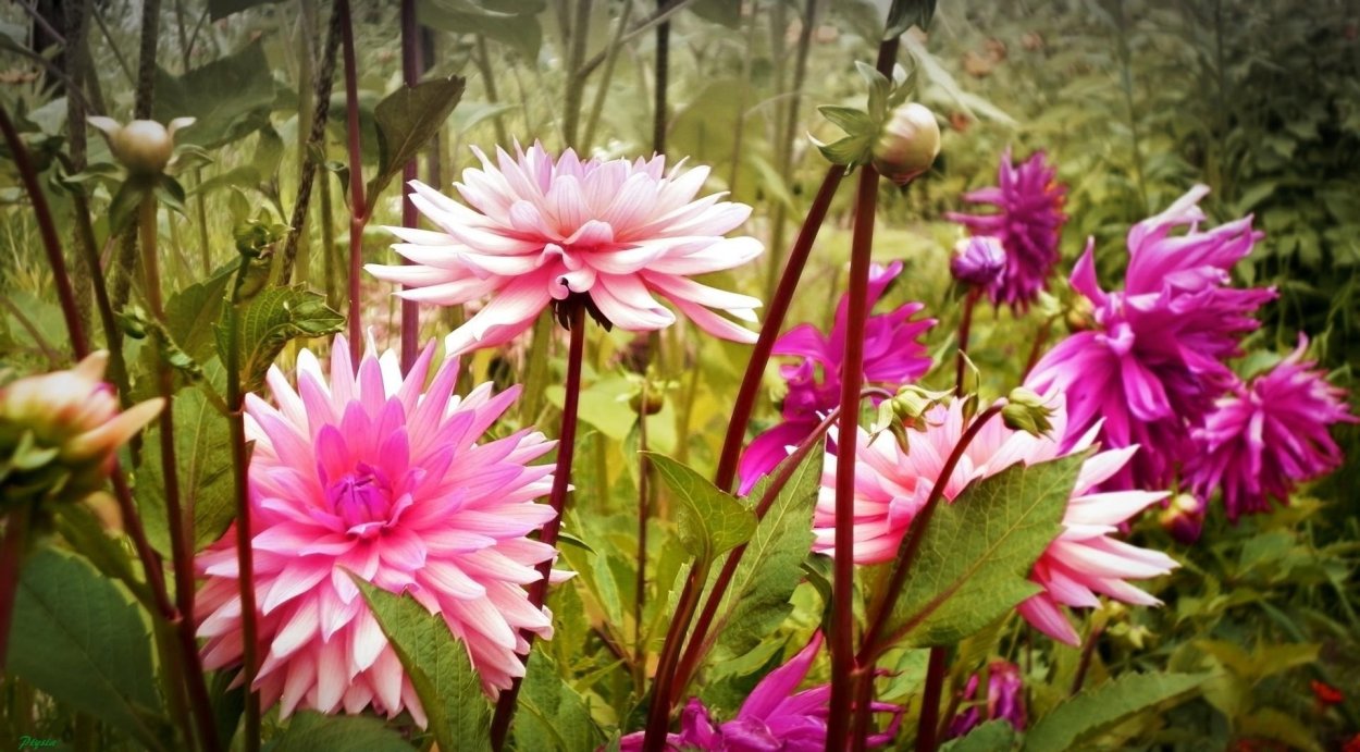 Георгин хамелеон