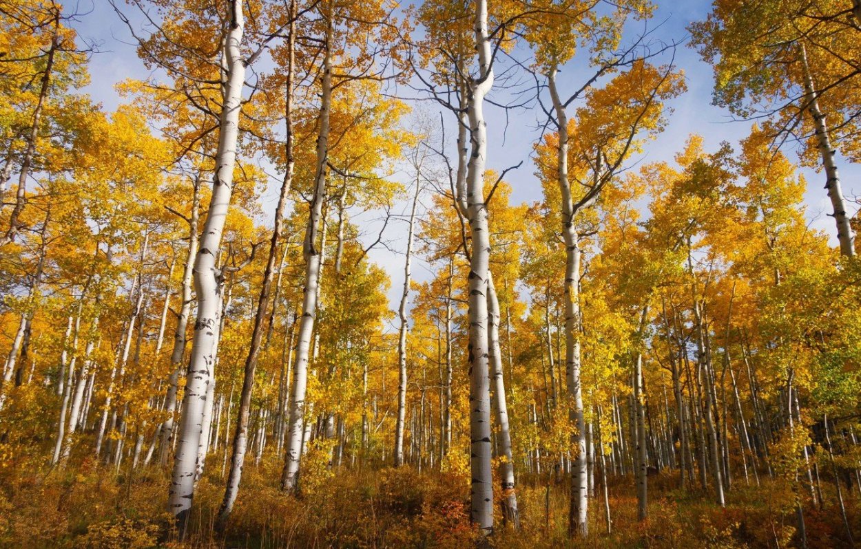 Дерево осина Осиновая роща