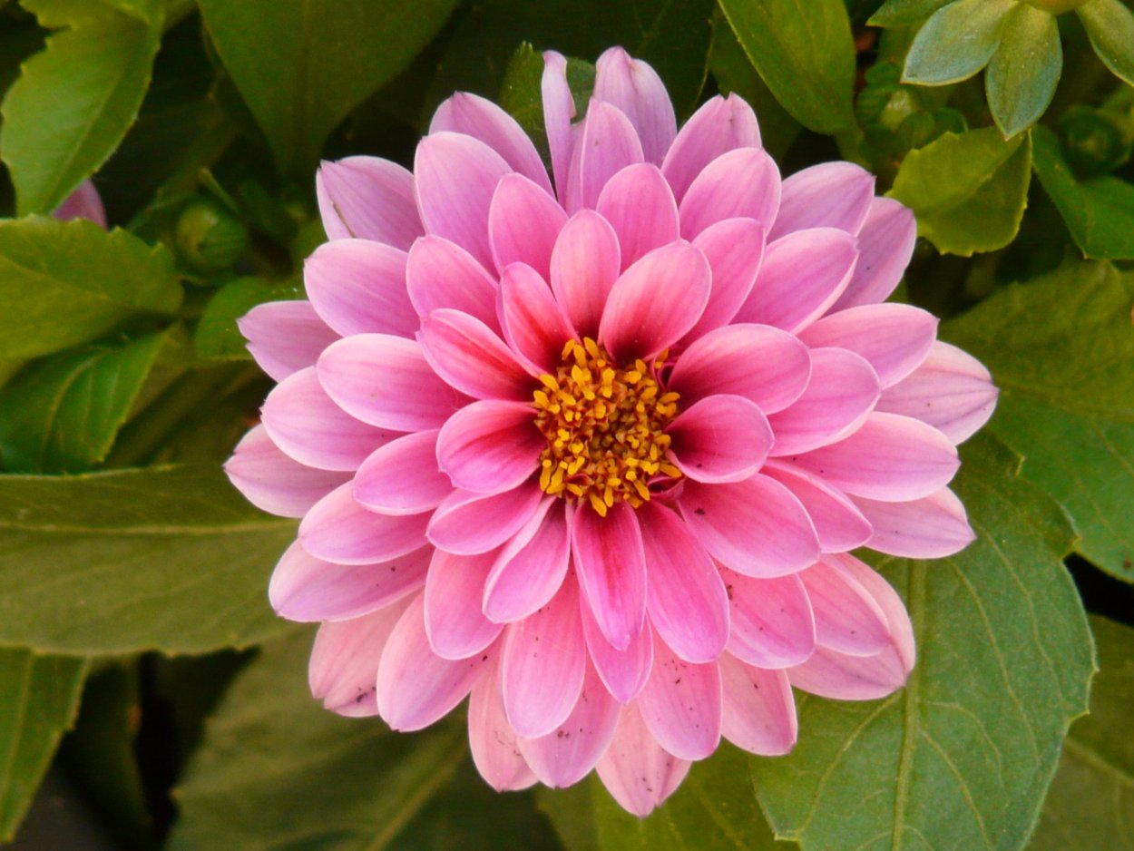 Images of ornamental Plants