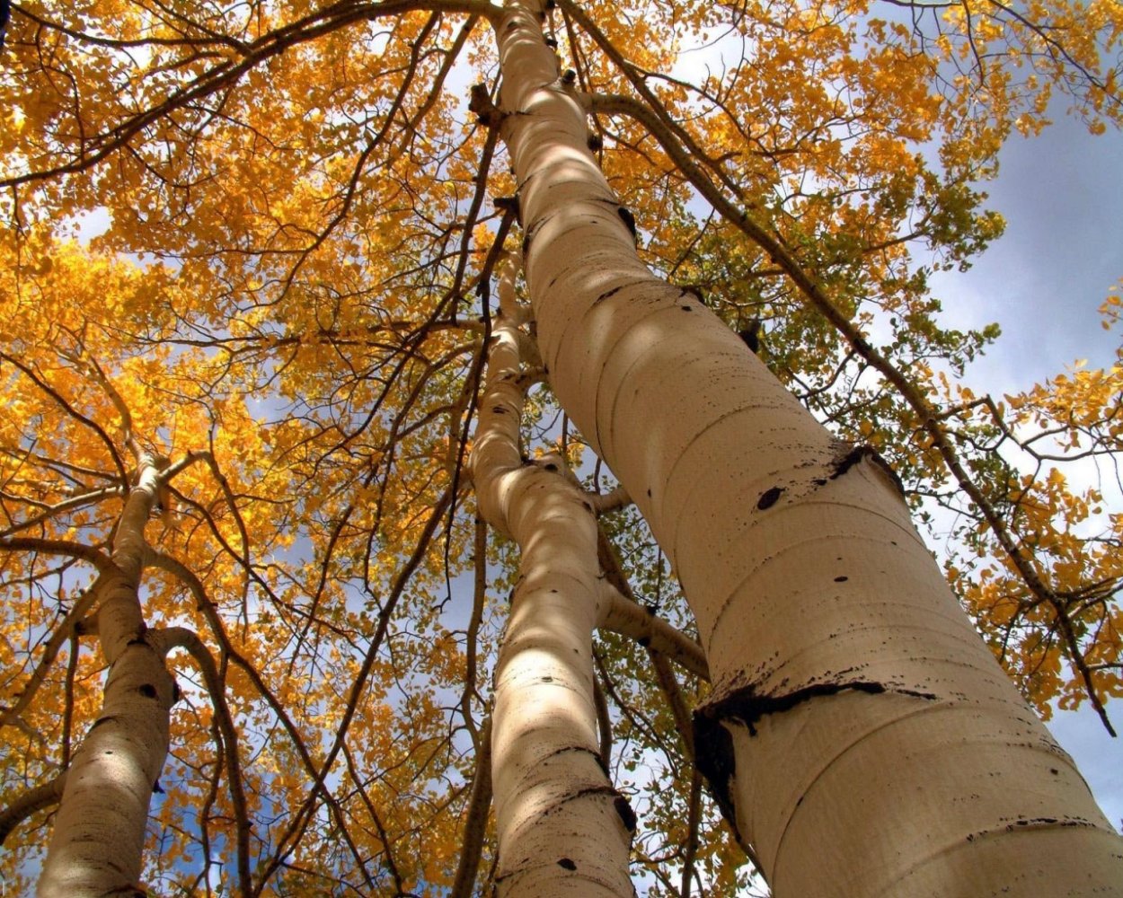 Береза Тополь осина