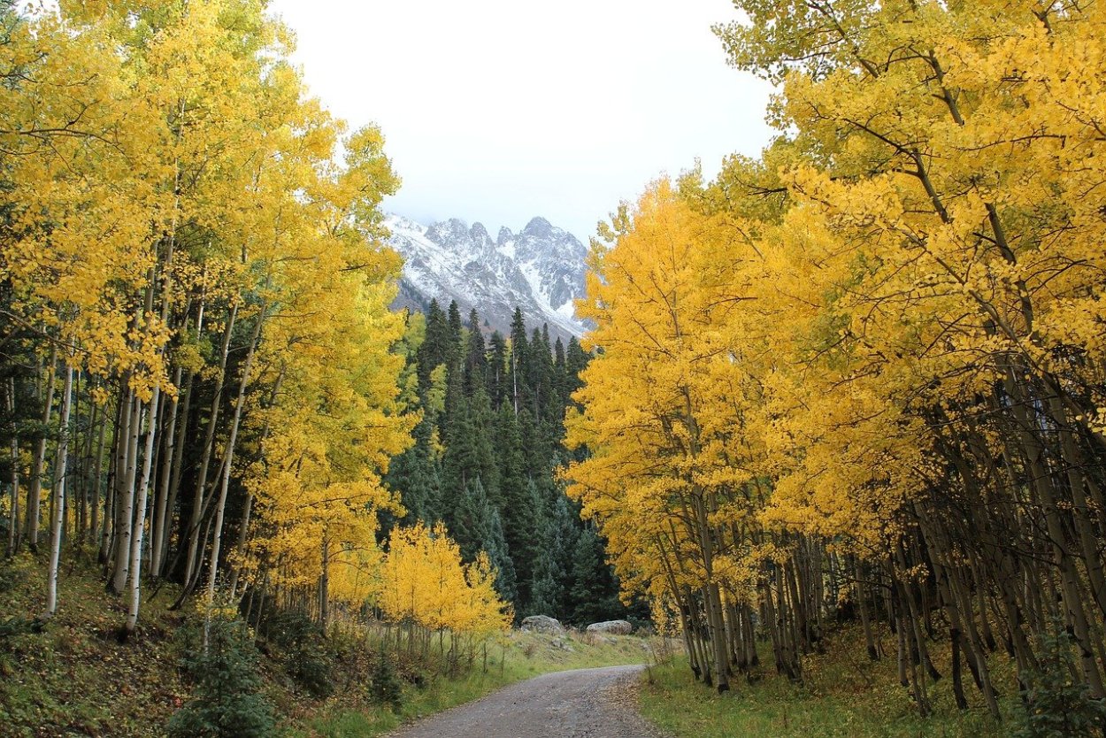 Осина на опушке осенью