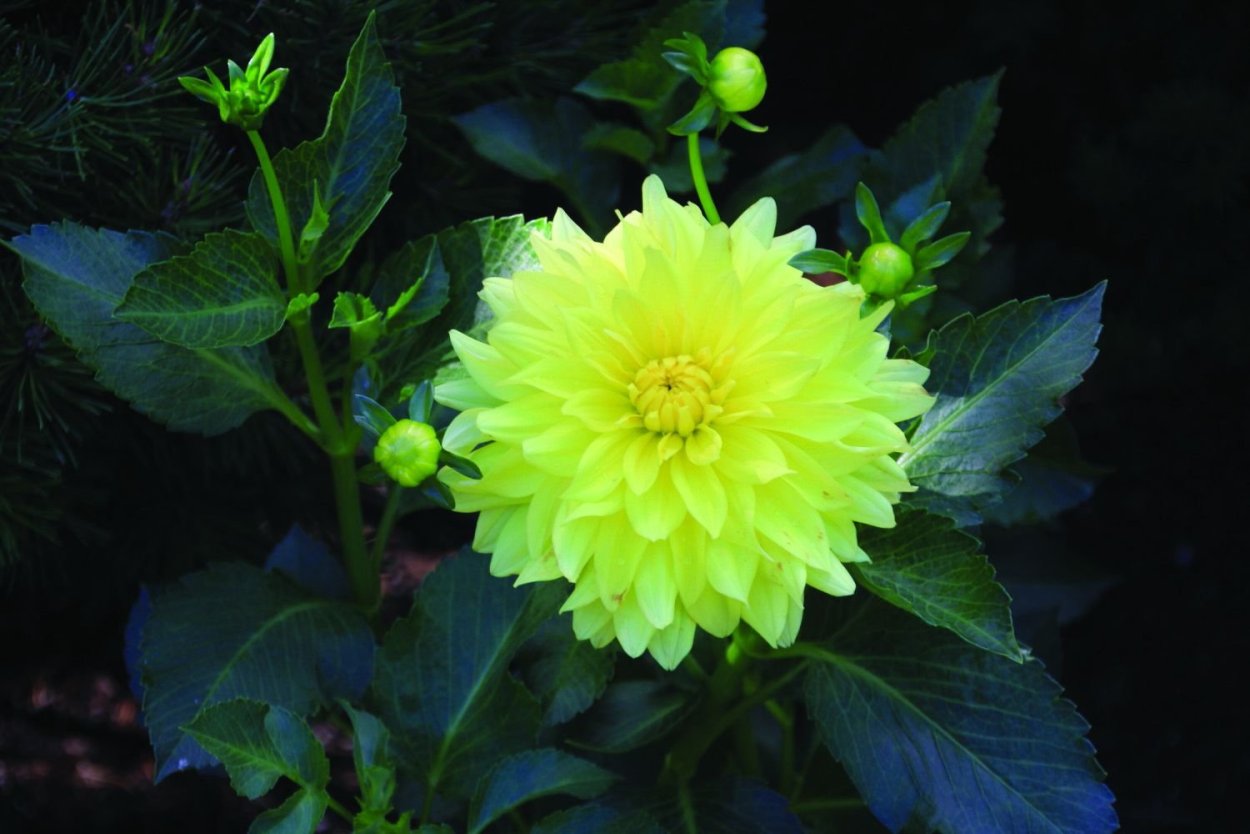 Георгина Флудлайт