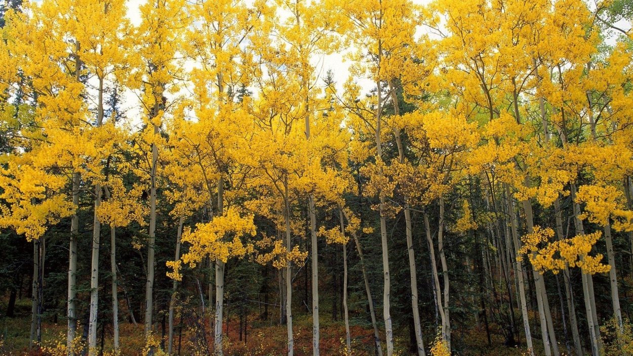 Осенний осиновый лес