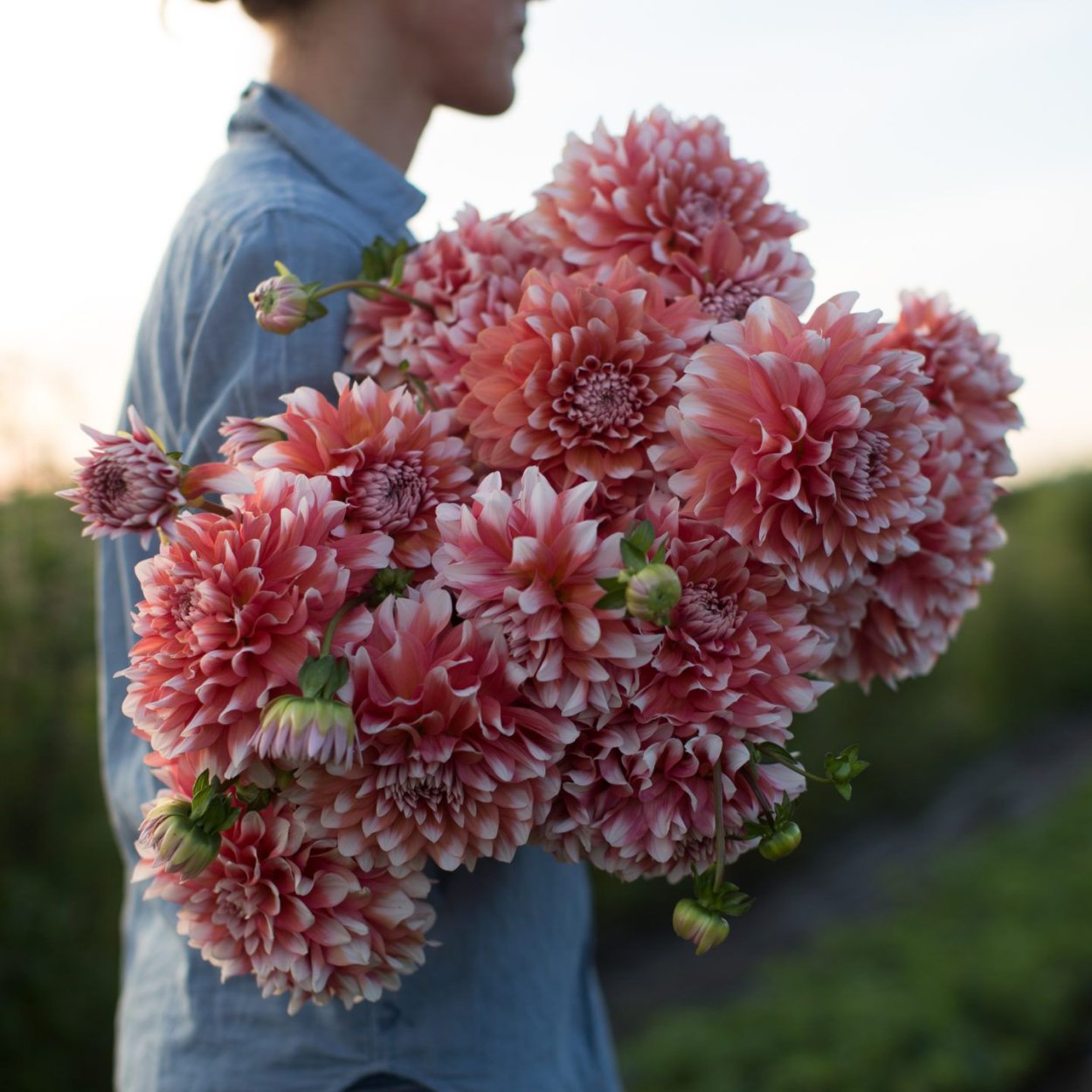 Георгин Фрост НИП