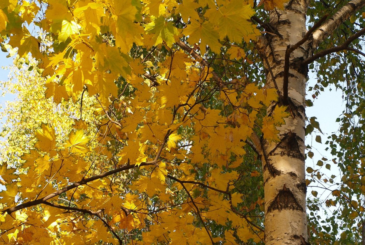 Береза желтая Дальневосточная