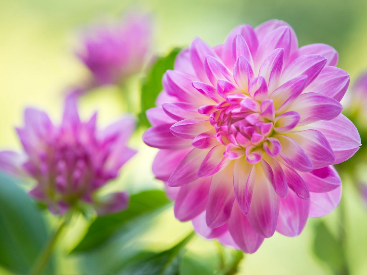 Георгина нежно