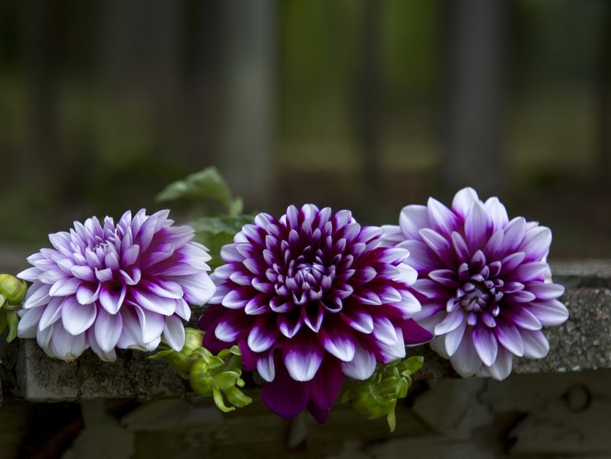 Георгина и Астра Хризантема