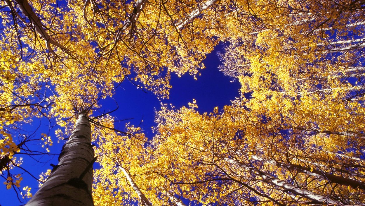 Листопад осина