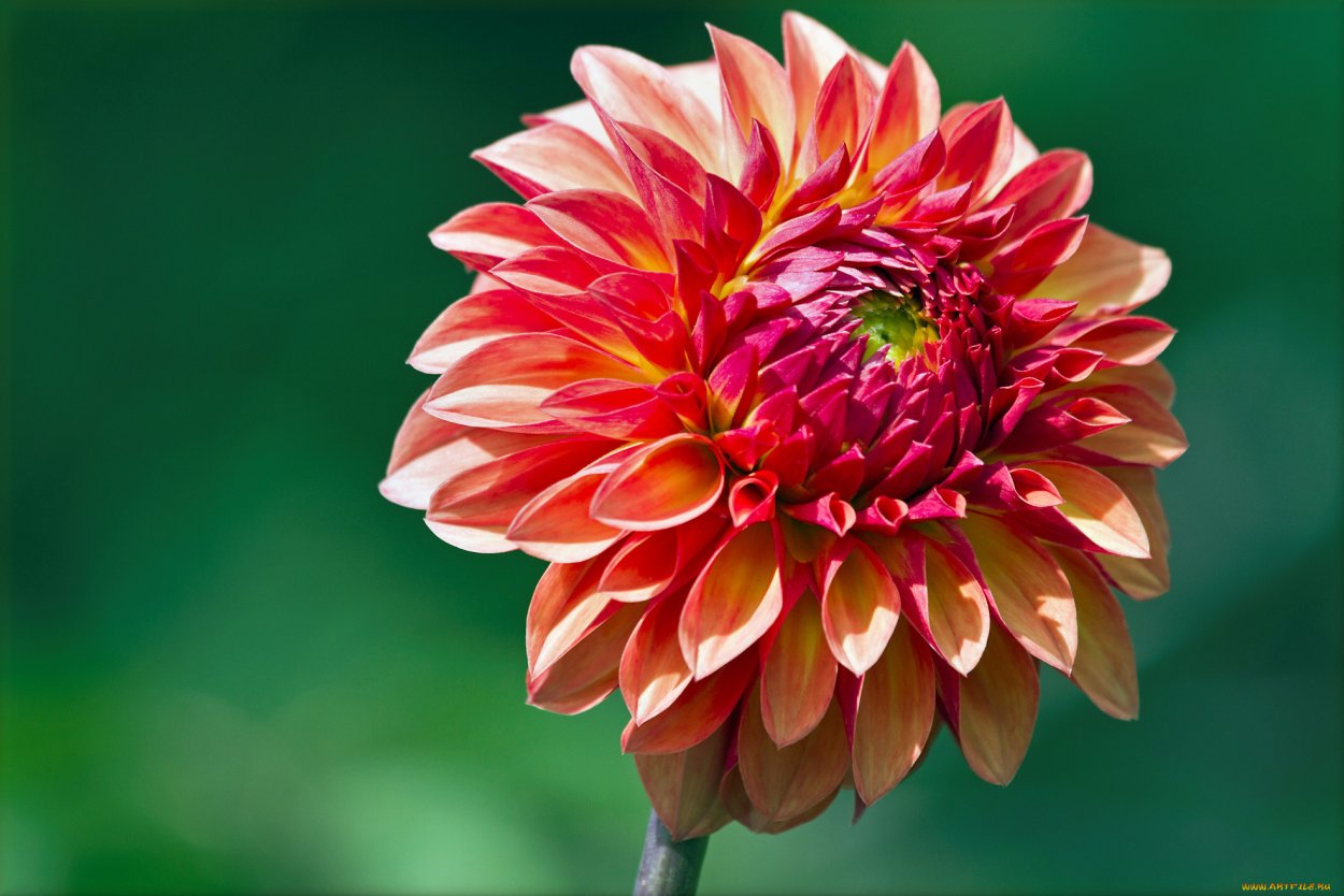 Алоэ Вера георгины