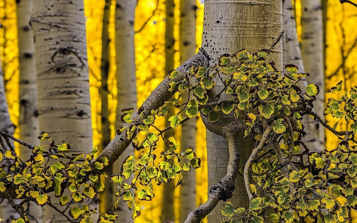 Осина обыкновенная дерево