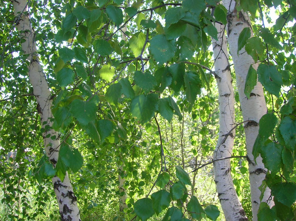 Береза с резными листьями
