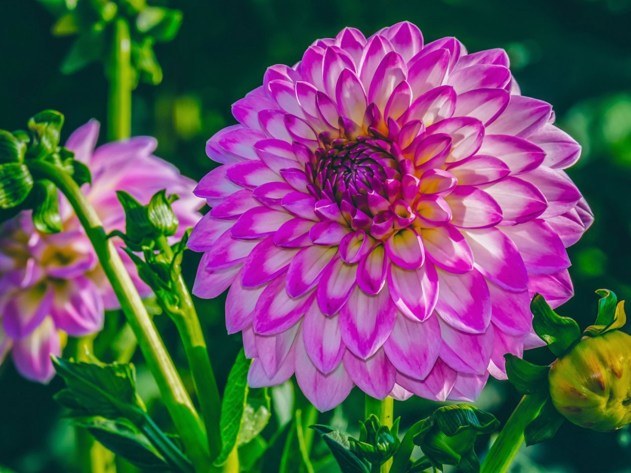 Георгины Dahlia