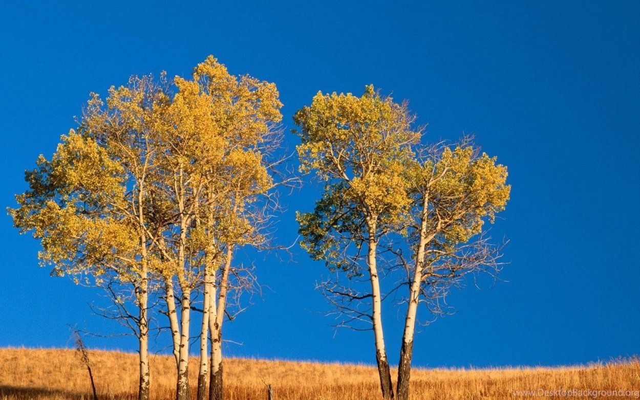 Тополь осинообразный Пандо