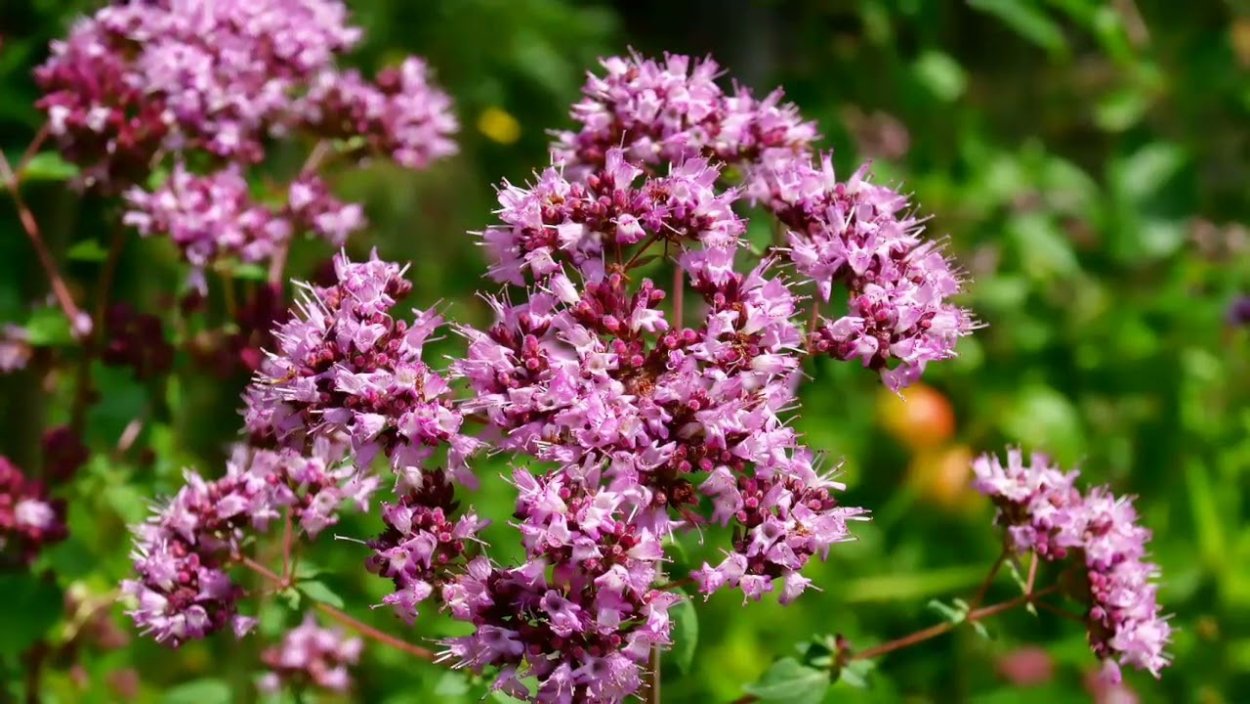 Лесная мята душица