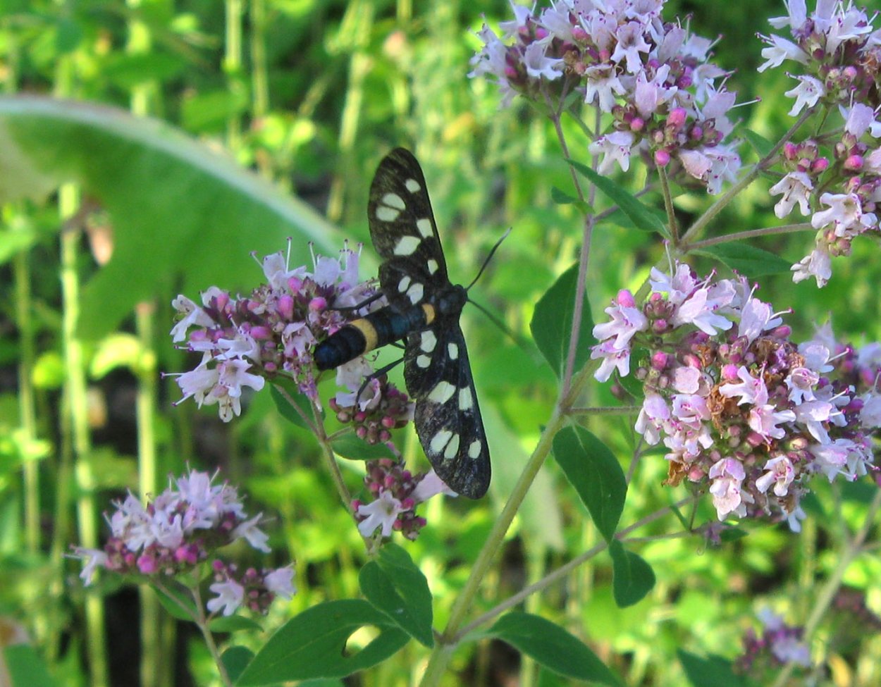 Блошница дизентерийная