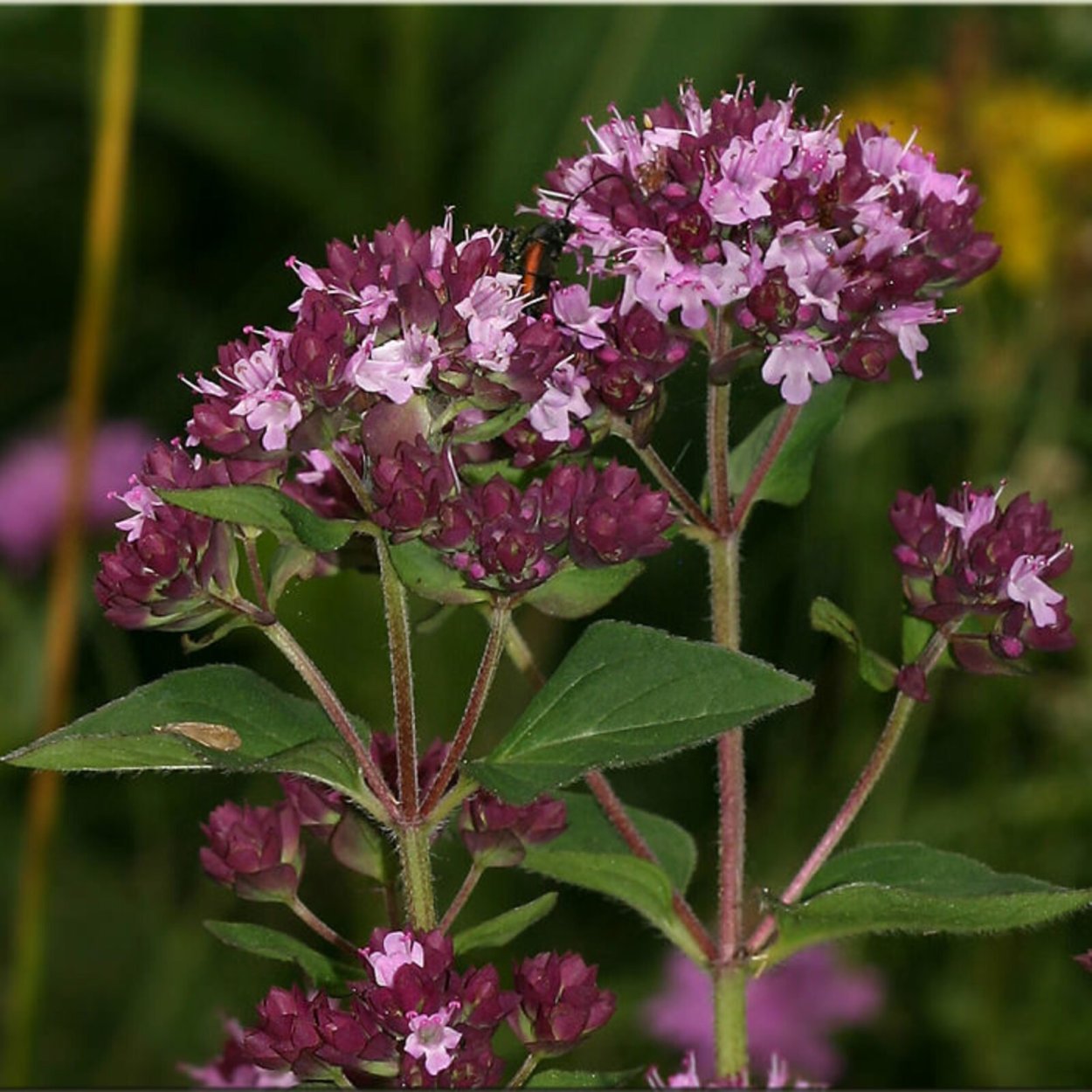 Душица обыкновенная (Origanum vulgare)
