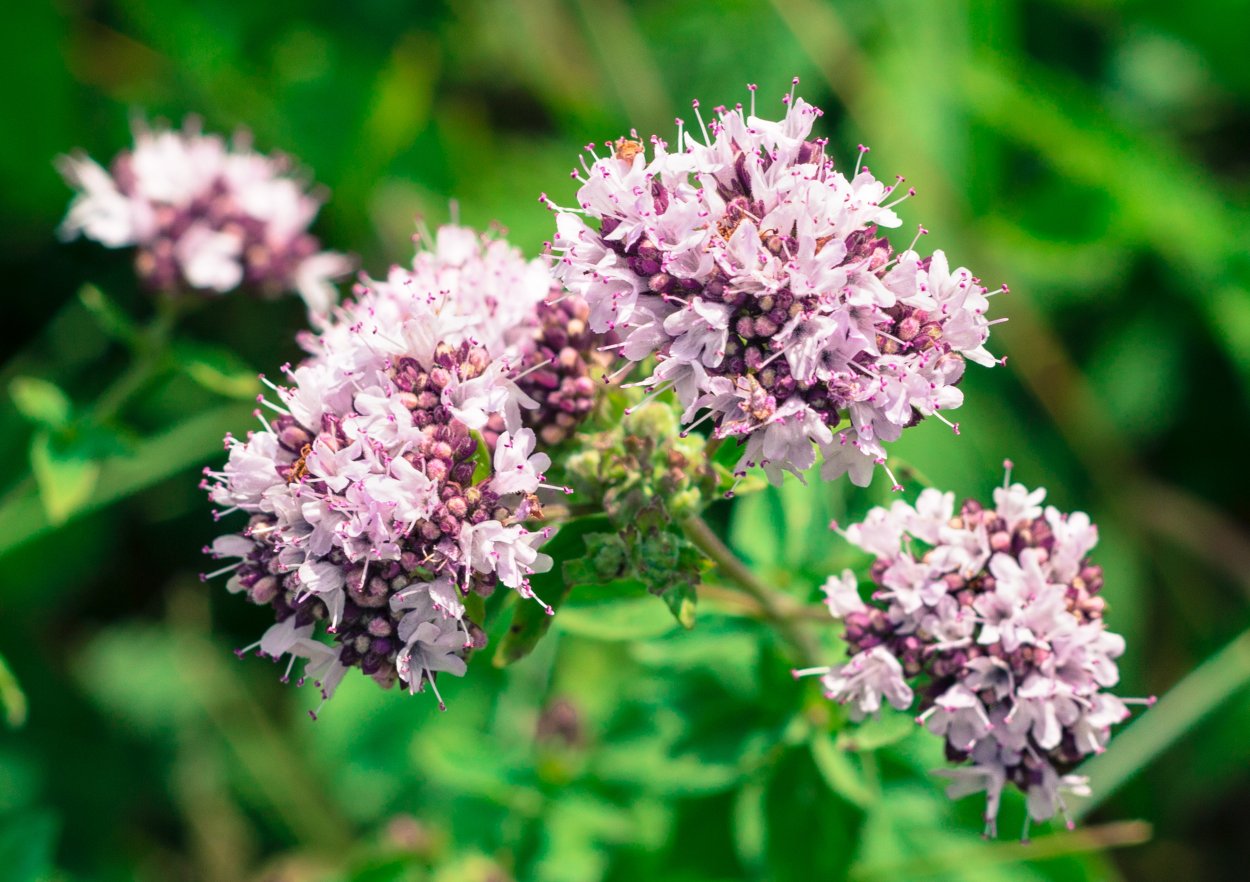 Душица обыкновенная (орегано)