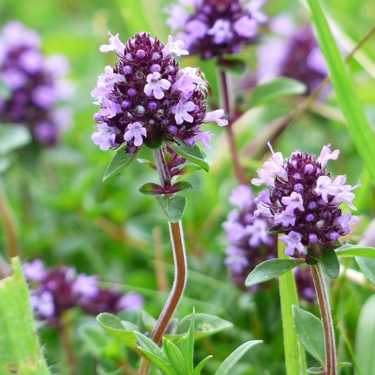 Чабрец Поволжье