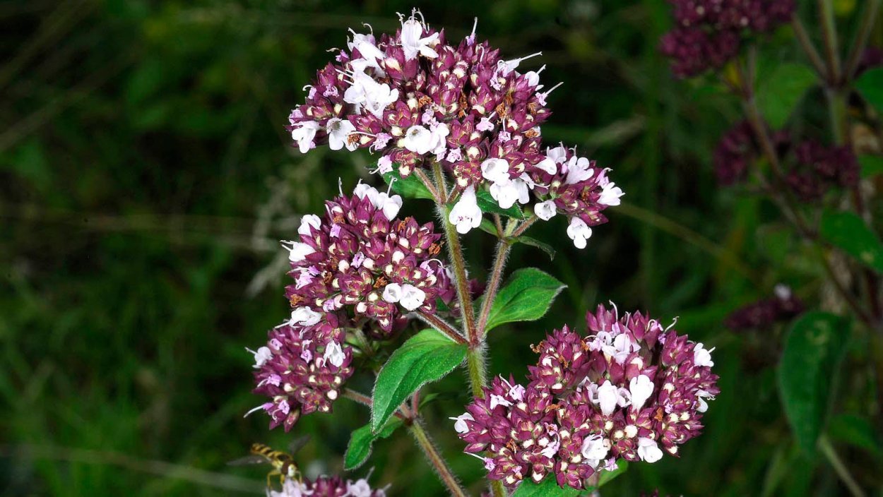Душица обыкновенная (Origanum vulgare)