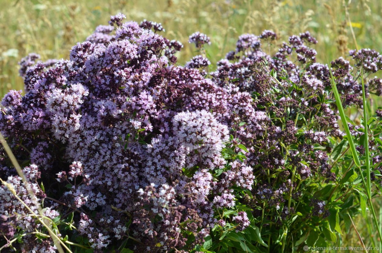 Душица обыкновенная 'Diabolo'