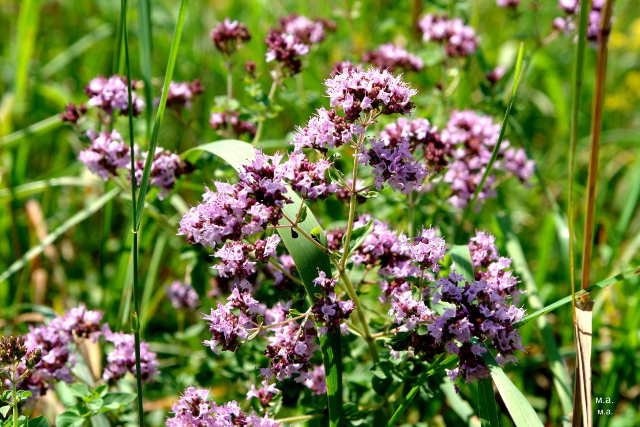 Душица Горная