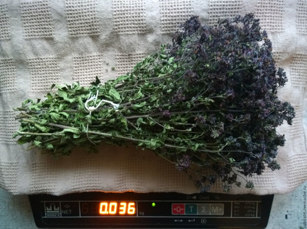 Пучок душицы