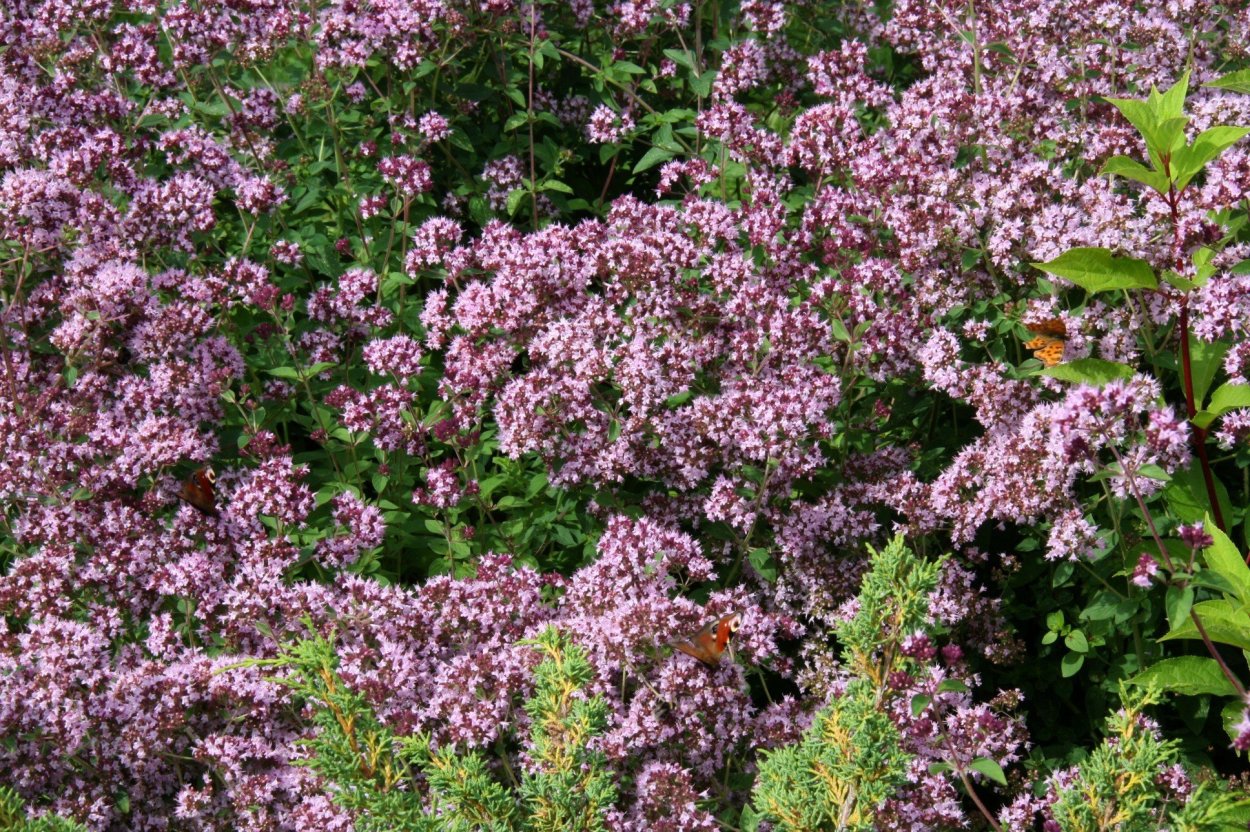 Душица Diabolo