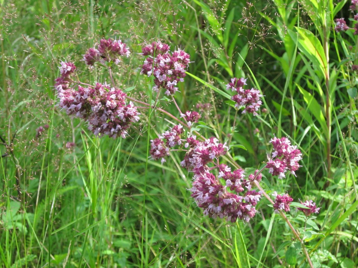 Душица обыкновенная при беременности