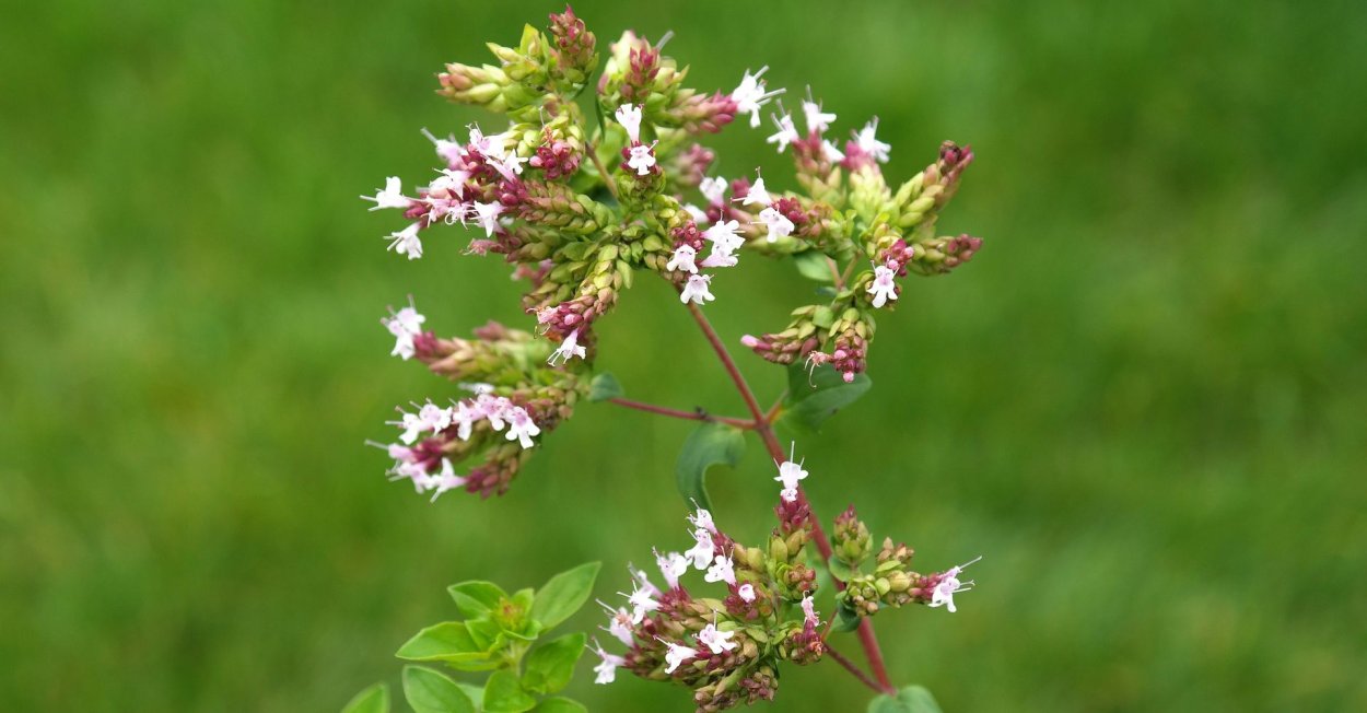 Престиж майоран обыкновенный