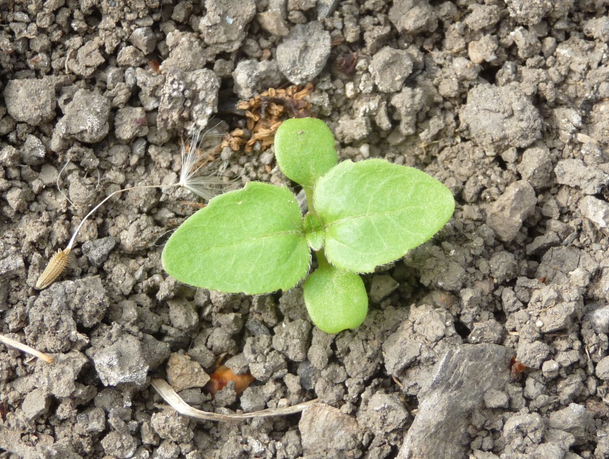 Галинзога семена