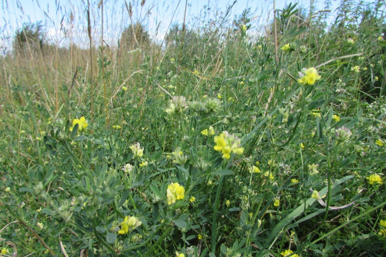 Люцерна и донник