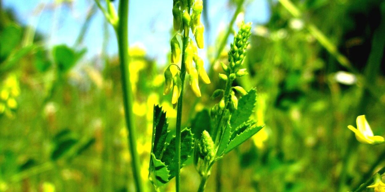 Донник лекарственный листья