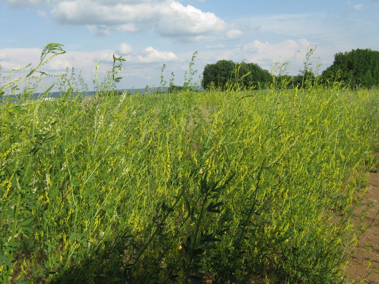 Донник Луговой