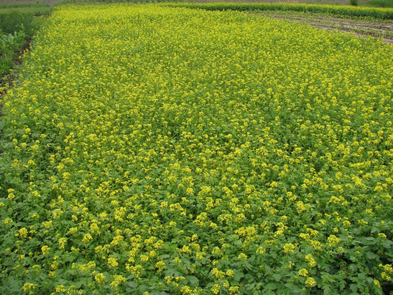 Рапс сидерат