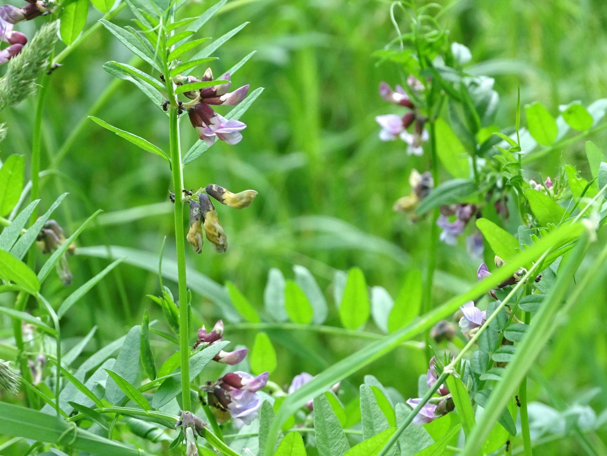 Астрагал мышиный горошек